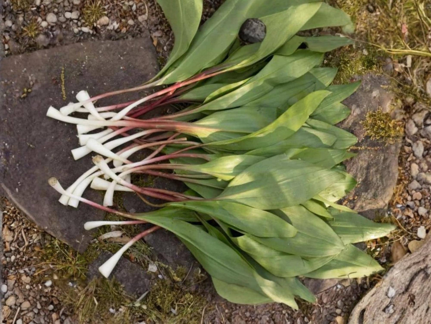 Wild Leek Ramp Seeds – Allium tricoccum, Native Woodland Edible, Rare Foraging Plant, 10 Seeds for Forest Gardens & Permaculture