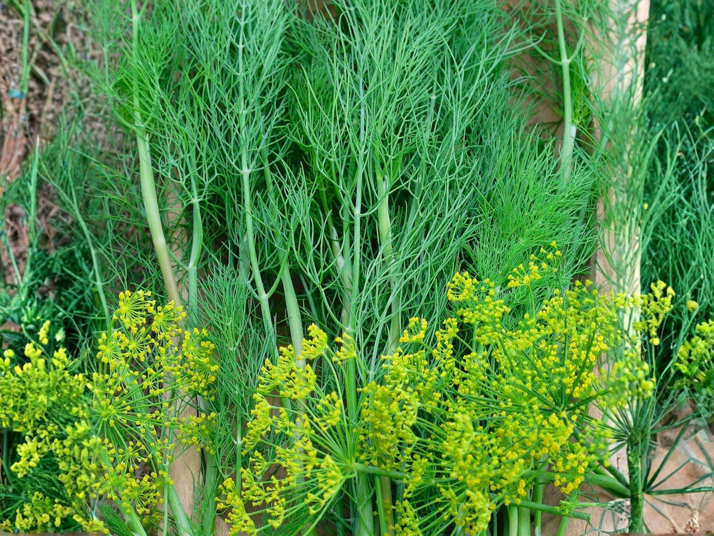 Bouquet Dill Herb Seeds – 500 Anethum graveolens Garden Dill for Herbs, Container & Garden Planting