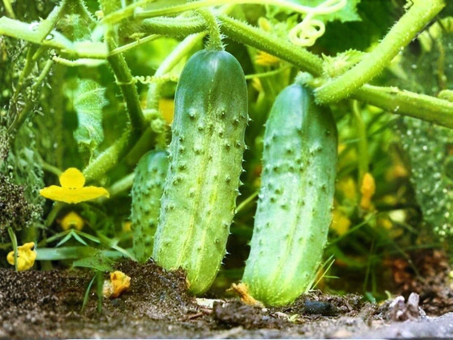 National Pickling Cucumber Seeds – Heirloom, Open-Pollinated, 50 Seeds for Pickling & Fermenting, Crunchy Blocky Cucumbers, Cucumis sativus