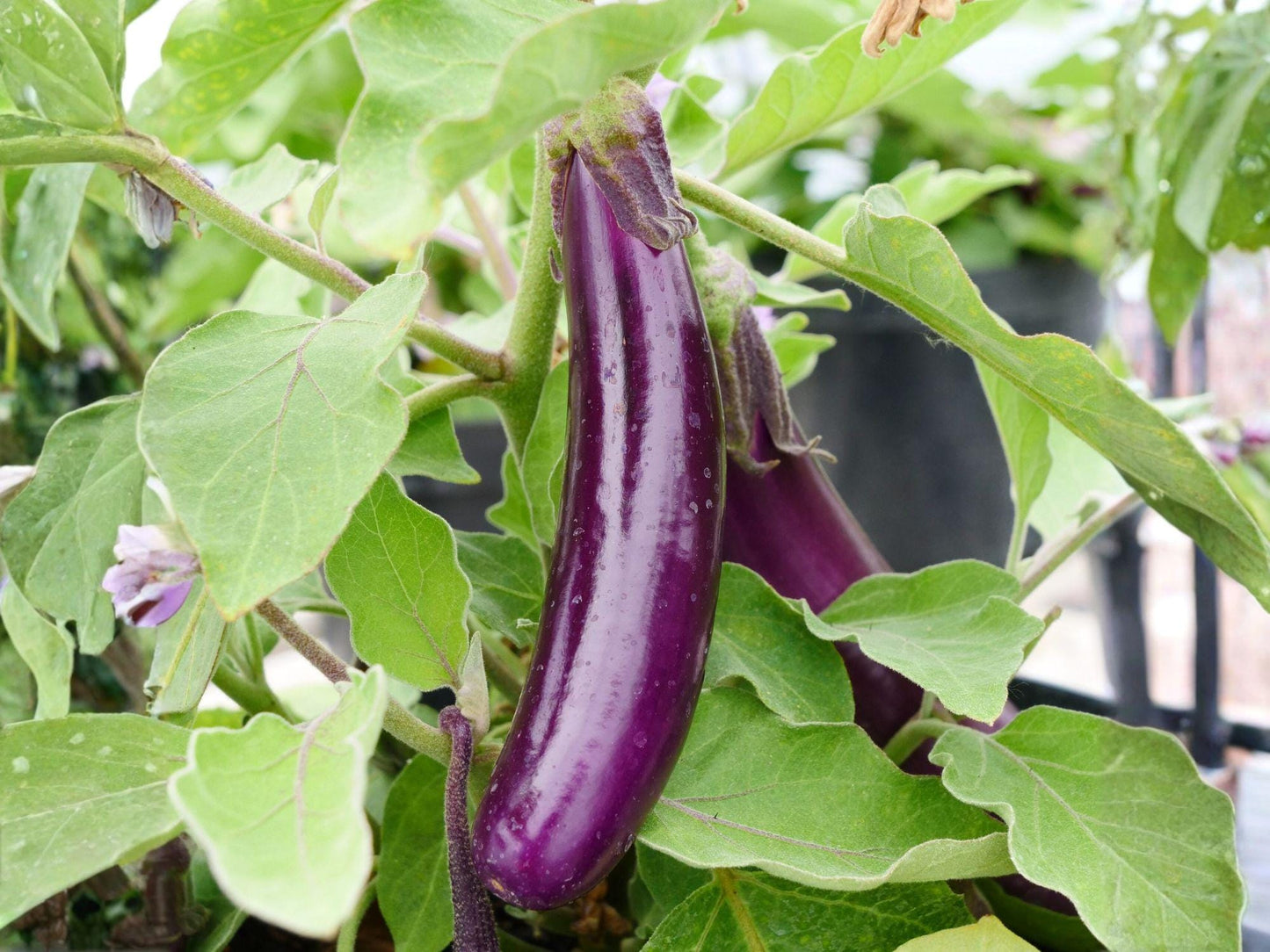 Long Purple Eggplant Seeds – Heirloom Slender Fruits for Home Garden & Containers | Solanum melongena