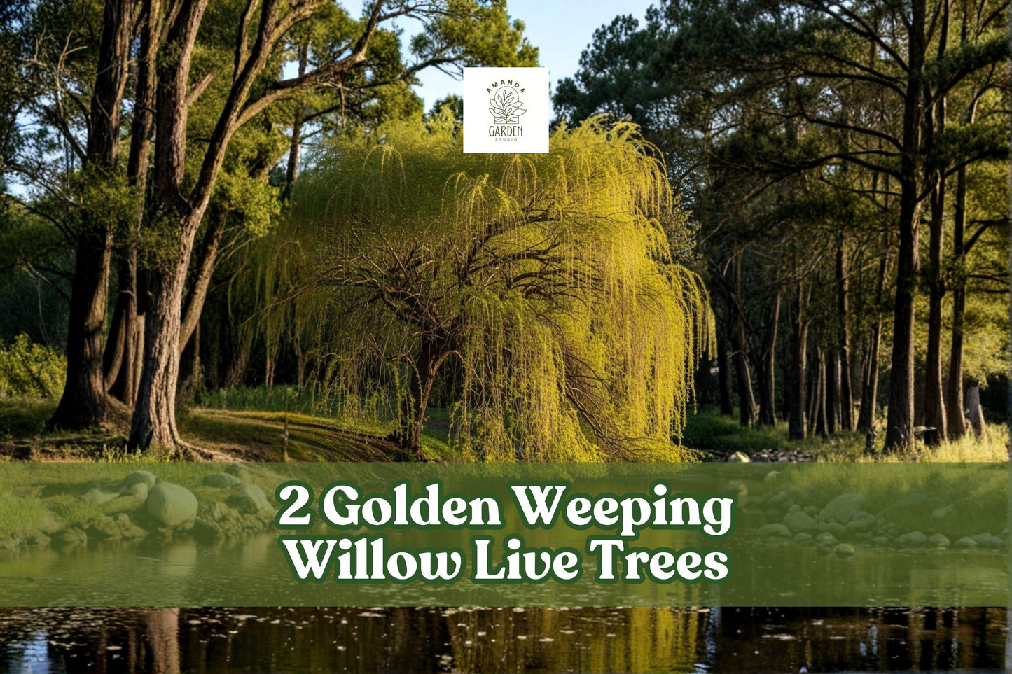 Golden Weeping Willow Live Trees - Ornamental Landscape, Arching Branches, Salix species, 2 Pack
