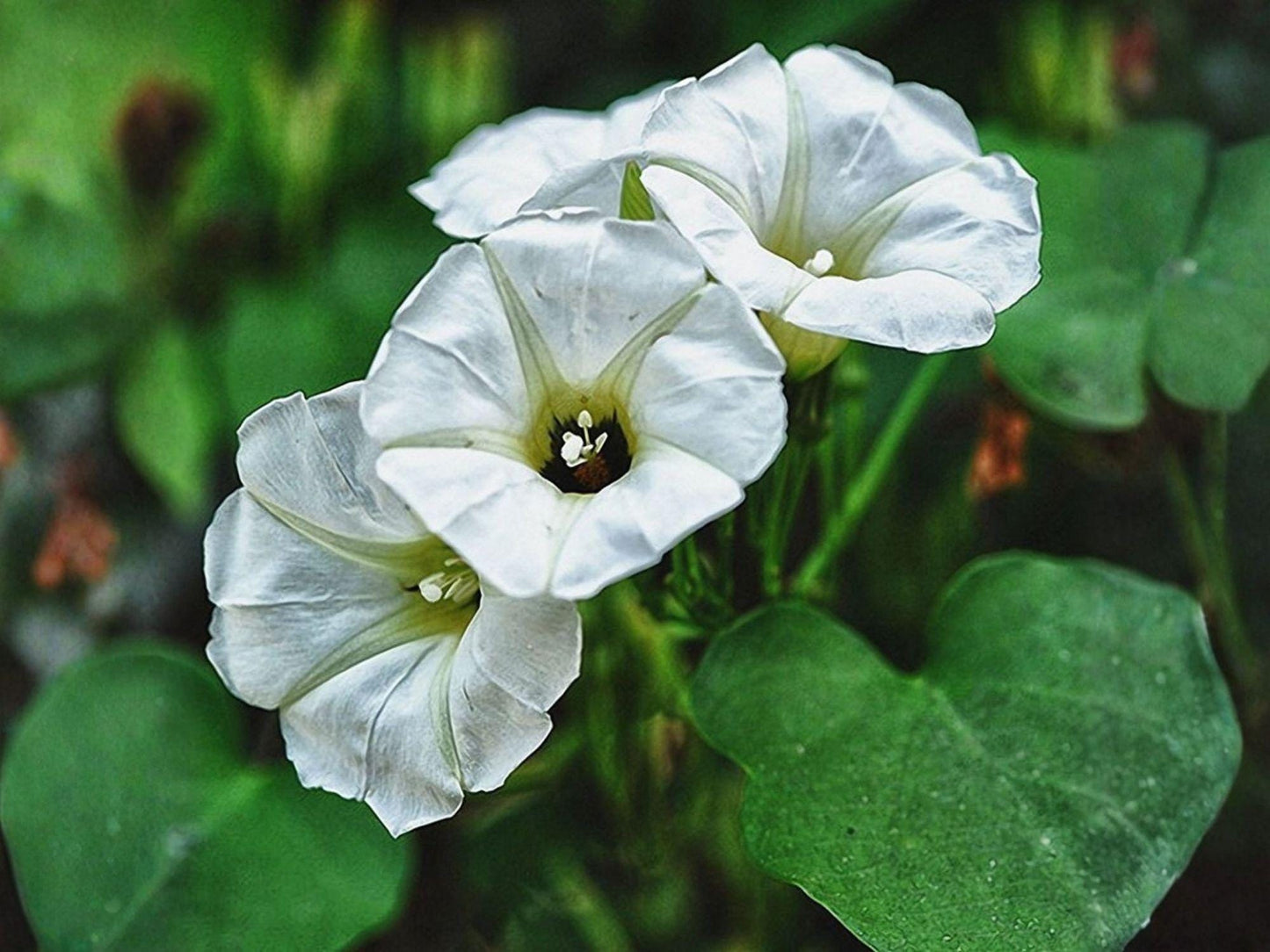 Rivea corymbosa Seeds – Ololiuqui Flower Vine – White Blooms – Climbing Ornamental Plant – 10 Seeds