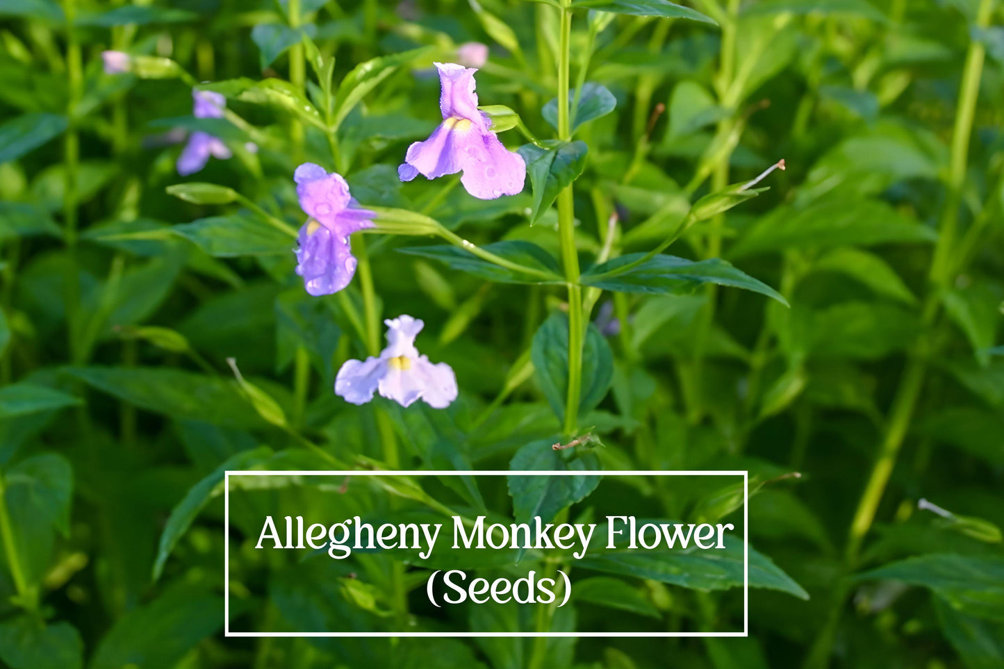 Allegheny Monkeyflower Seeds – 5,000 Count – Mimulus ringens – Native Wetland Wildflower for Rain Gardens & Pollinator Gardens