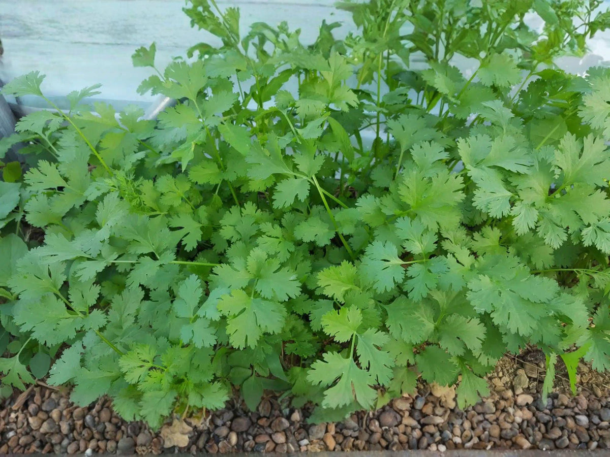 Cilantro Seeds – Slow Bolt Coriander Herb for Fresh Culinary Use – 100 Open-Pollinated Seeds