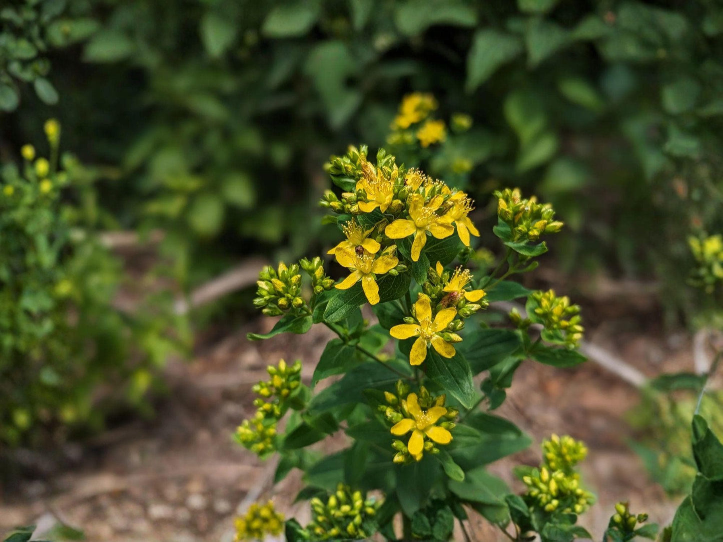 Hypericum punctatum Seeds – Native Yellow Wildflower, Perennial Garden Plant, Bright Summer Blooms, Pollinator Friendly, 500 Seeds