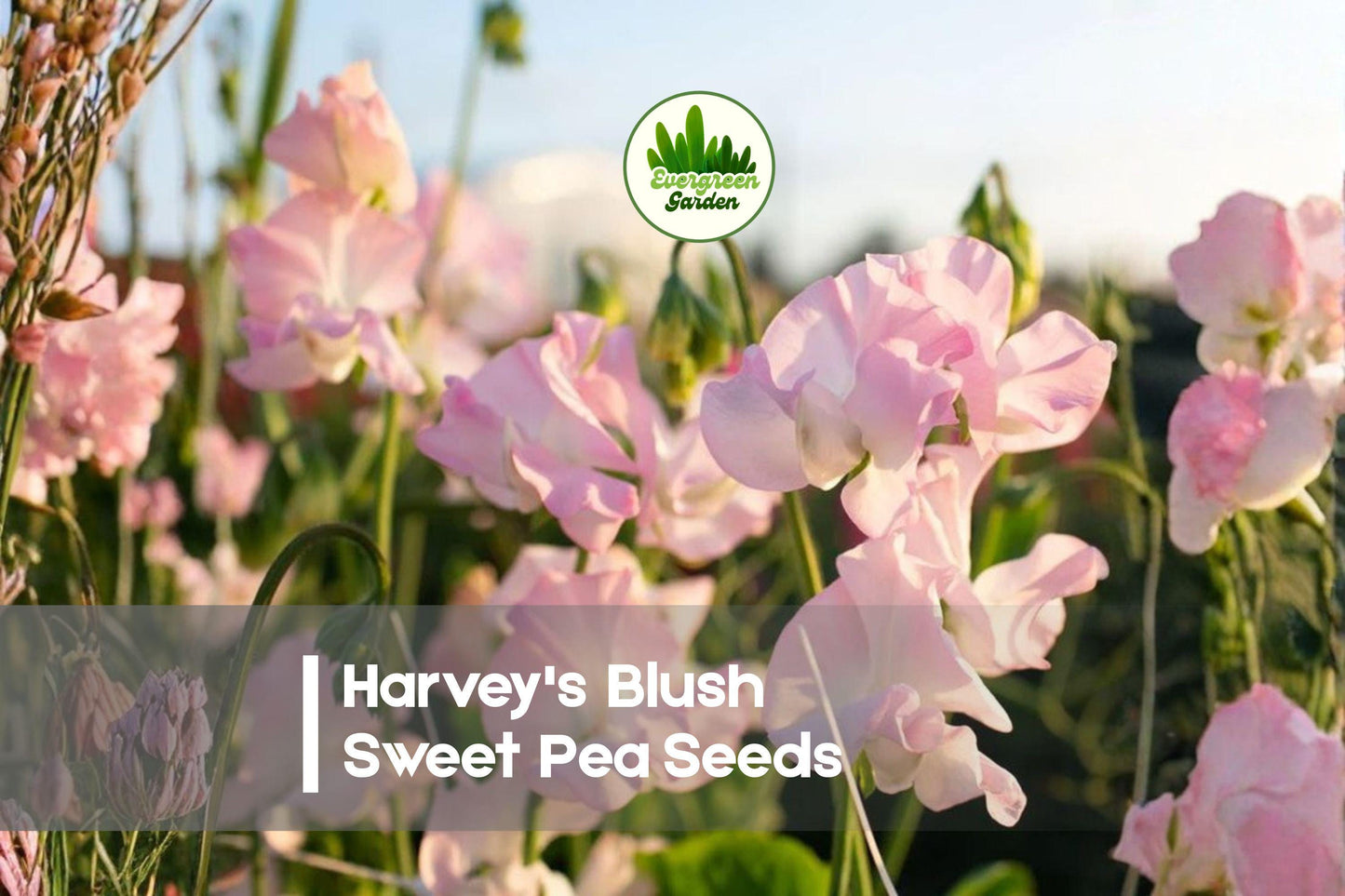 Harvey's Blush Sweet Pea Seeds – Climbing Annual Flower, Pink Fragrant Blooms, Lathyrus odoratus, Garden, Trellis, Cut Flowers
