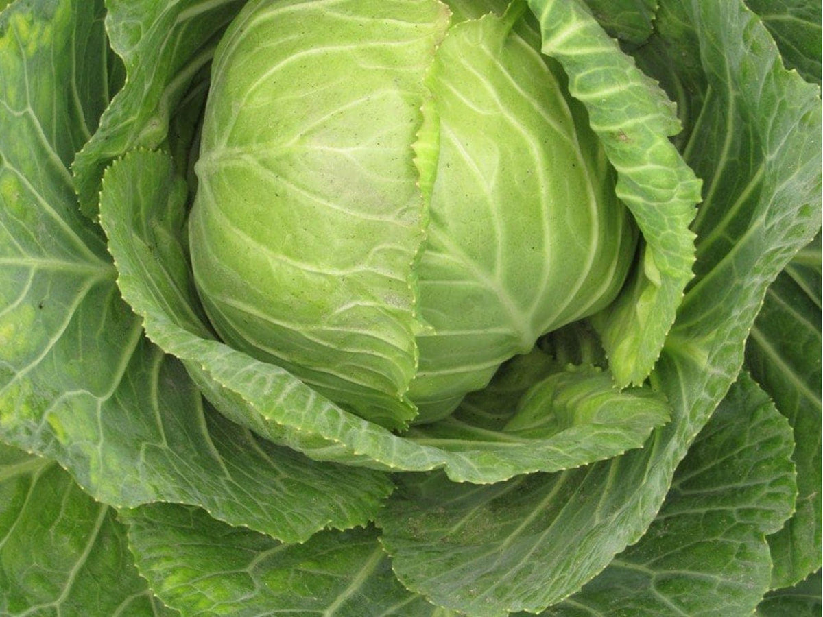 Copenhagen Market Cabbage Seeds – Heirloom, Green, Round, Early Maturity, Non-GMO, 500 Seeds
