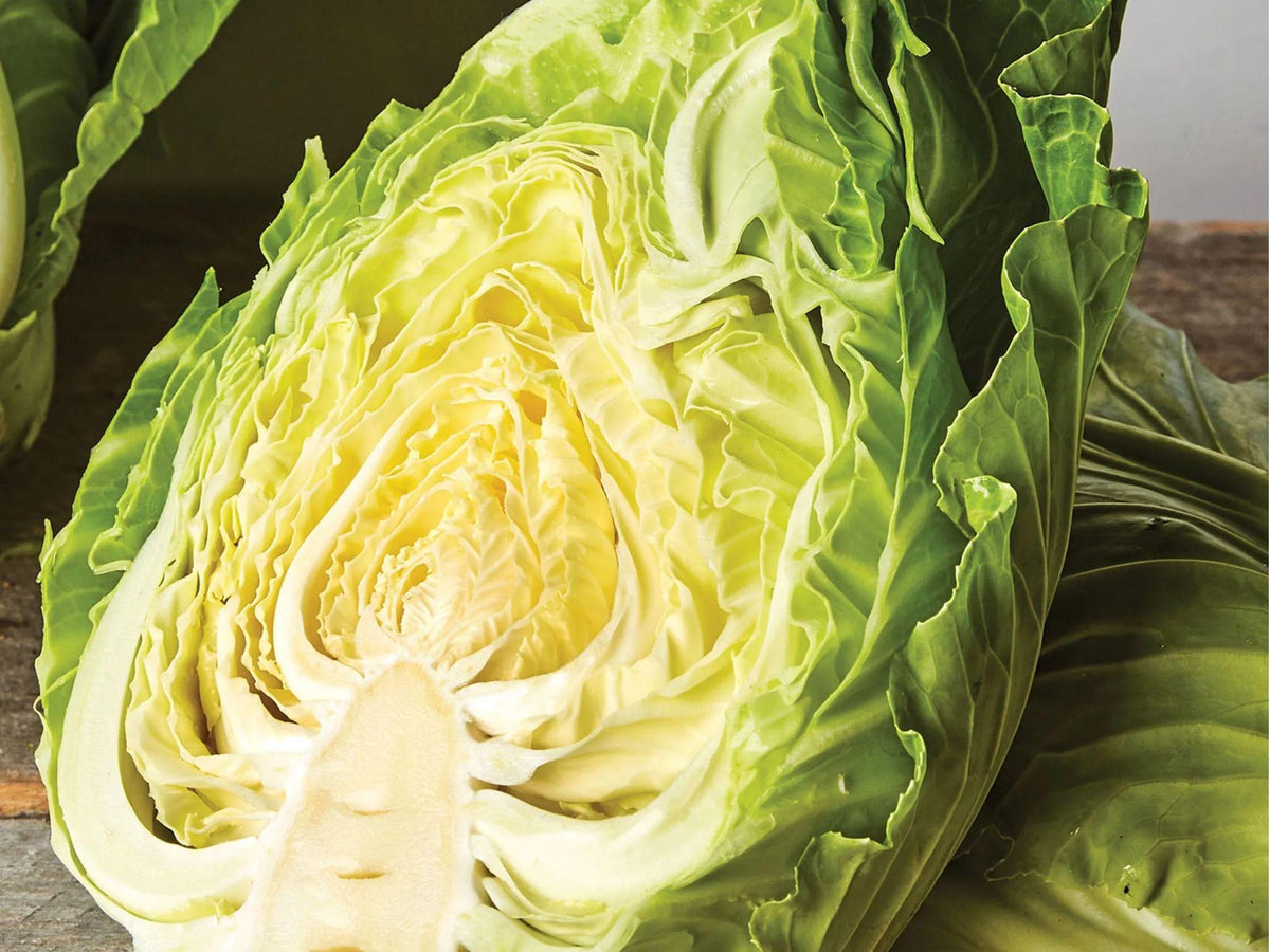 Early Jersey Wakefield Cabbage Seeds – Heirloom, Non-GMO, Cone-Shaped Heads, Fast Maturing, Cold Hardy, 500 Seeds
