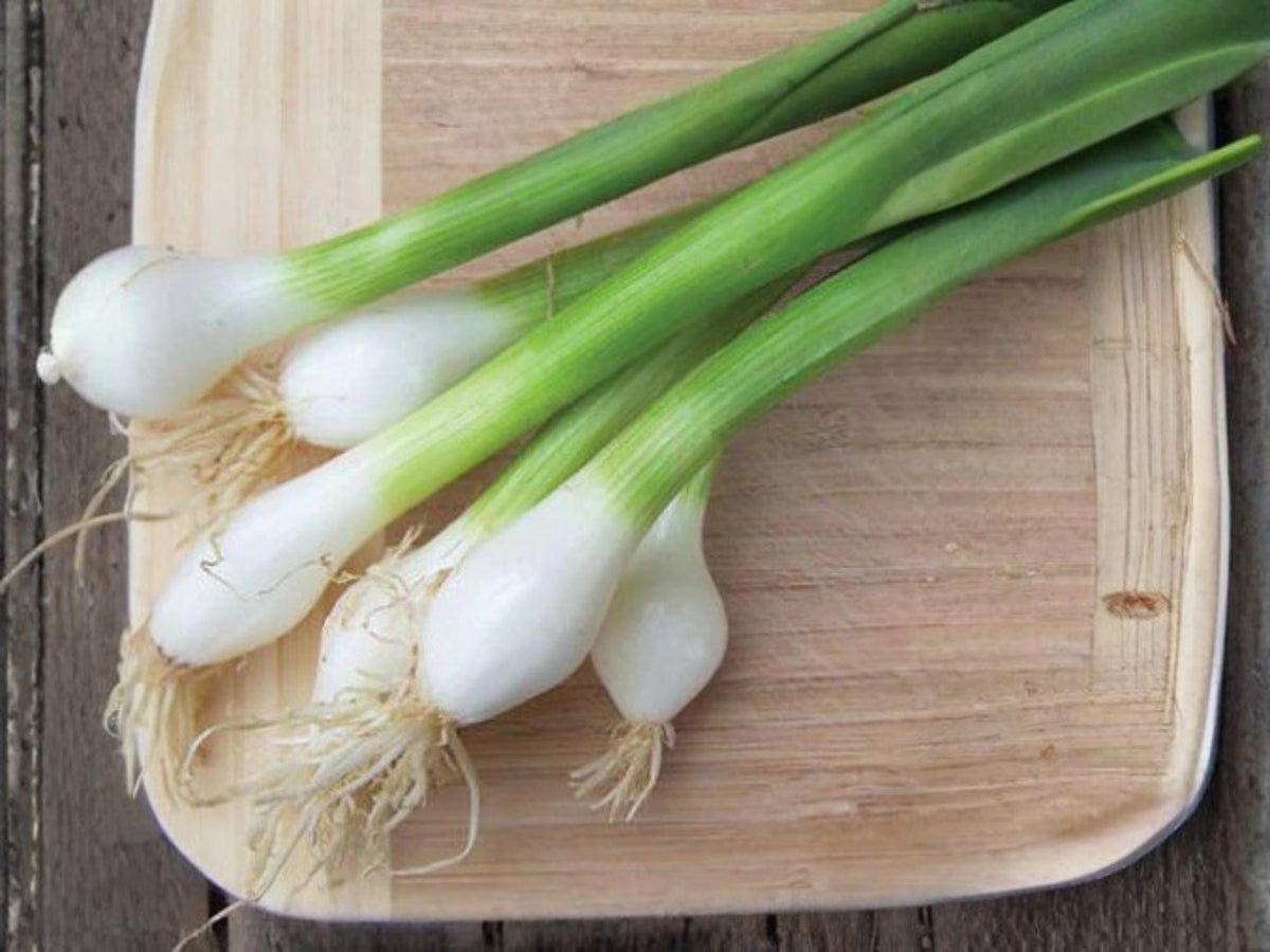 Tokyo Long Bunching Onion Seeds – 250 Non-GMO Green Scallion Vegetable, Asian Cooking, Bunching Onion, Allium fistulosum