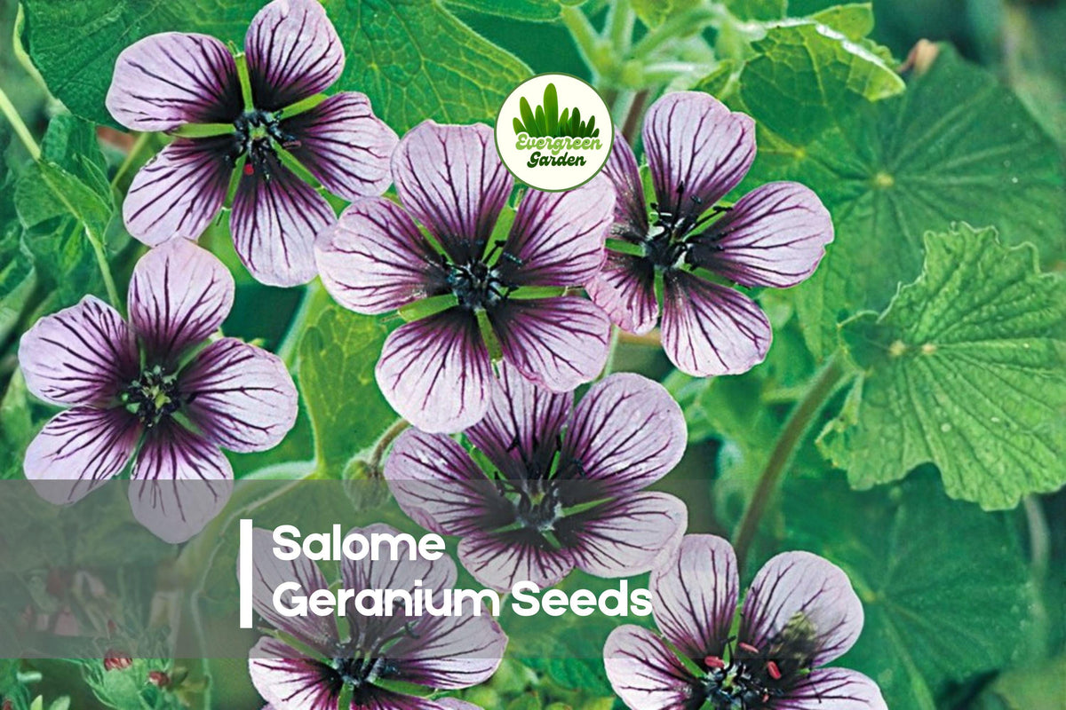 Salome Geranium Seeds, Soft Pink Blooms, Variegated Foliage, Pelargonium, Perennial for Garden, Pots, Borders, Window Boxes