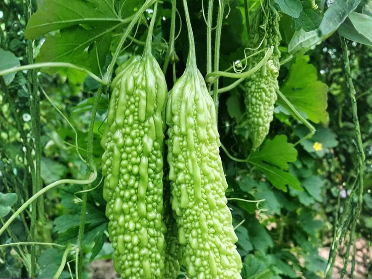 Dark Jade Bitter Melon Seeds – 5 Hybrid Asian Gourd Seeds for Stir-Fries, Soups, Tropical Cooking