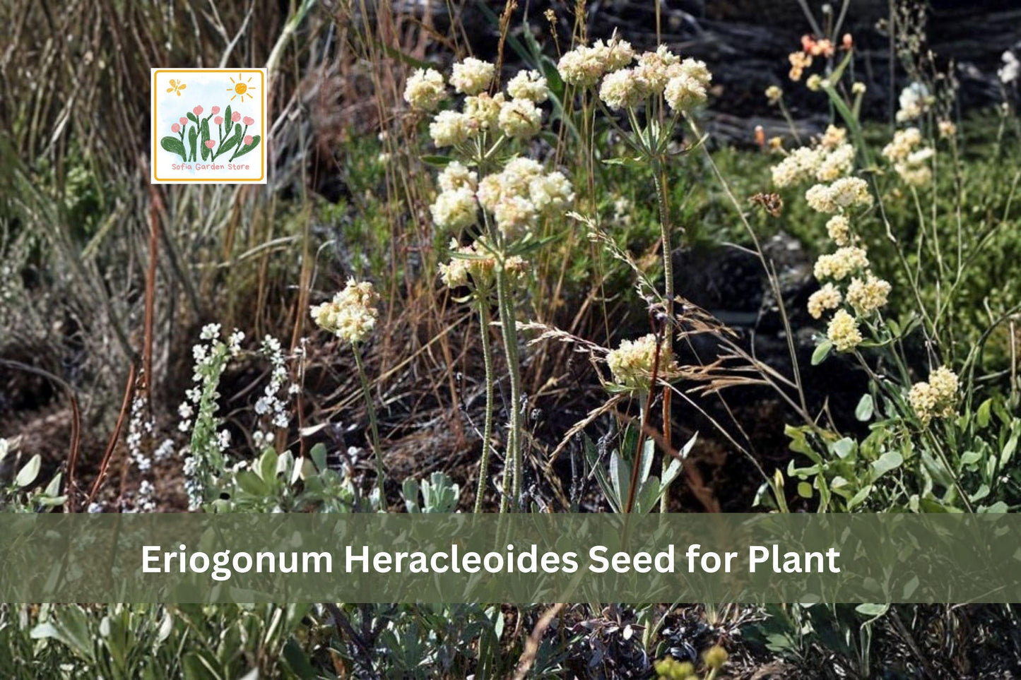 50 Eriogonum heracleoides Seeds | Parsnipflower Wild Buckwheat Native Perennial Wildflower | Drought Tolerant Pollinator Plant