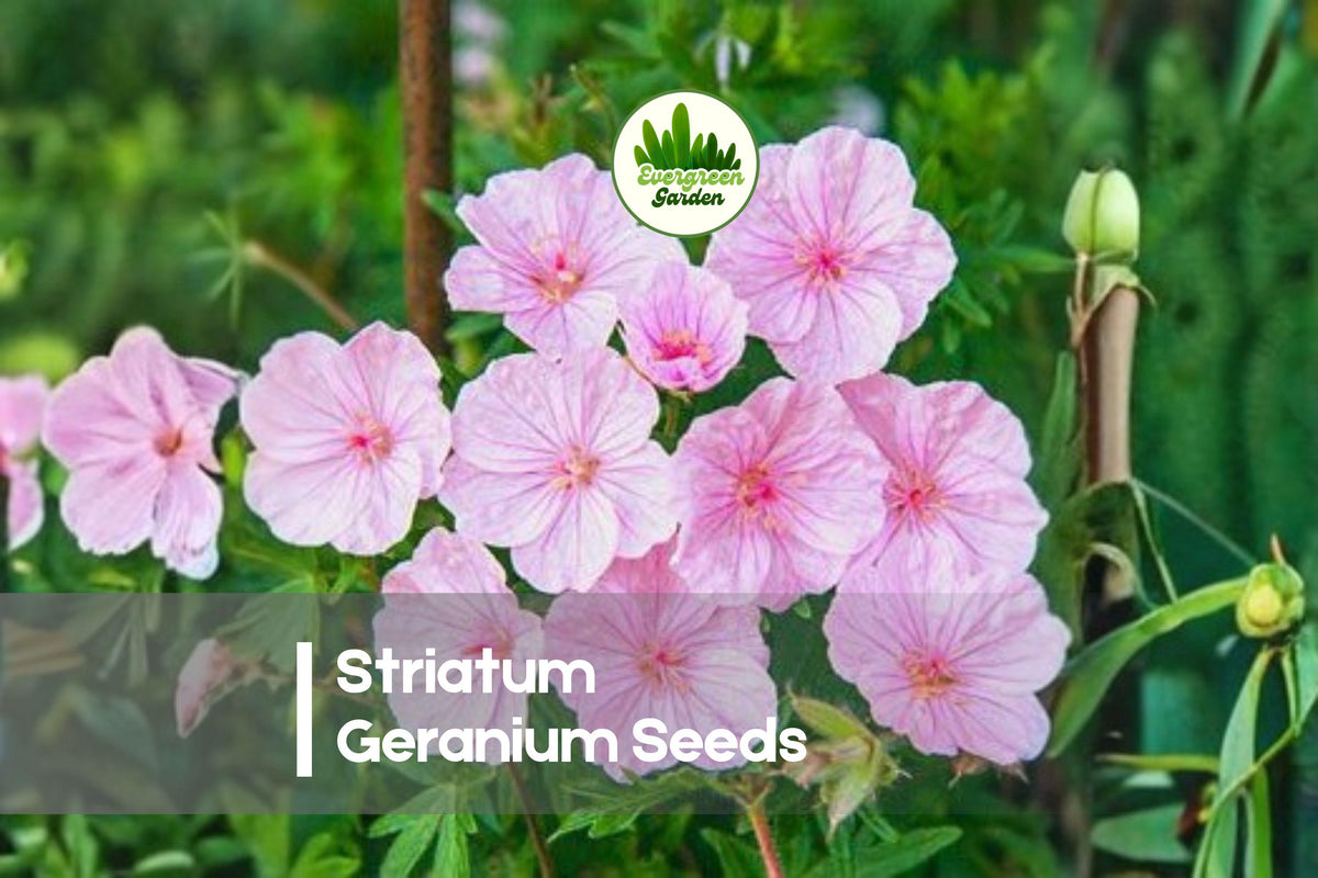 25+ Striatum Geranium Seeds - Hardy Perennial with Soft Pink Flowers, Compact Mound, Easy Grow, Cranesbill Geranium × cantabrigiense