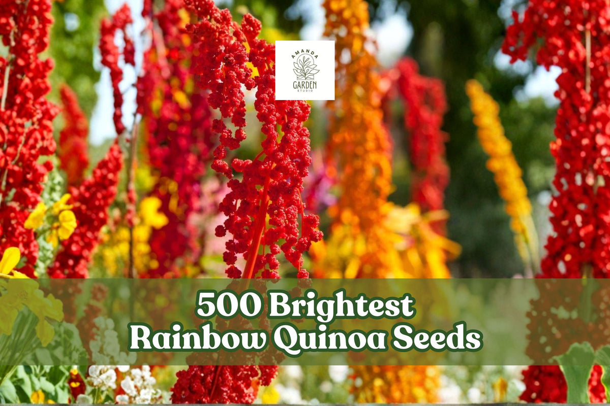 500 Rainbow Quinoa Seeds for Garden Planting, Colorful Seed Heads, Chenopodium quinoa, Ornamental & Edible Garden Seeds