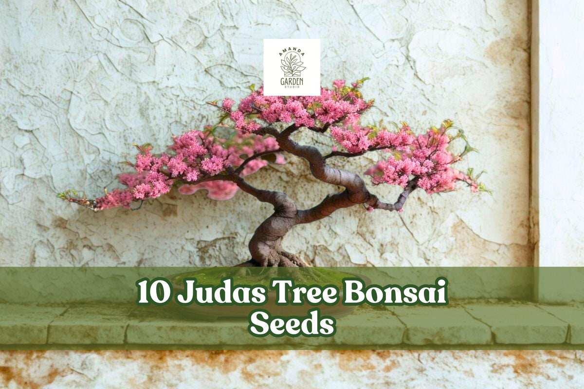 10 Judas Tree Bonsai Seeds Cercis siliquastrum Flowering Tree for Container & Garden Planting