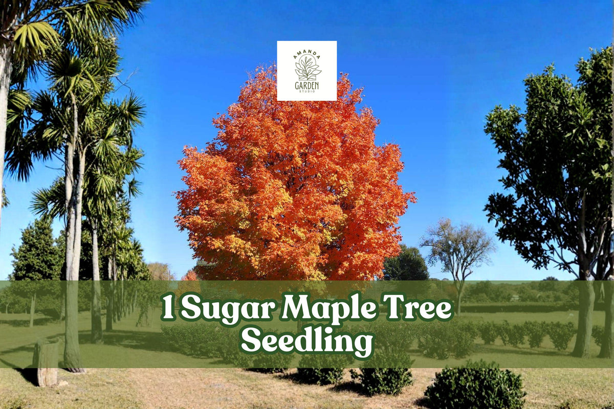 Sugar Maple Tree Seedling Acer saccharum Native Hardwood for Landscape and Yard Planting
