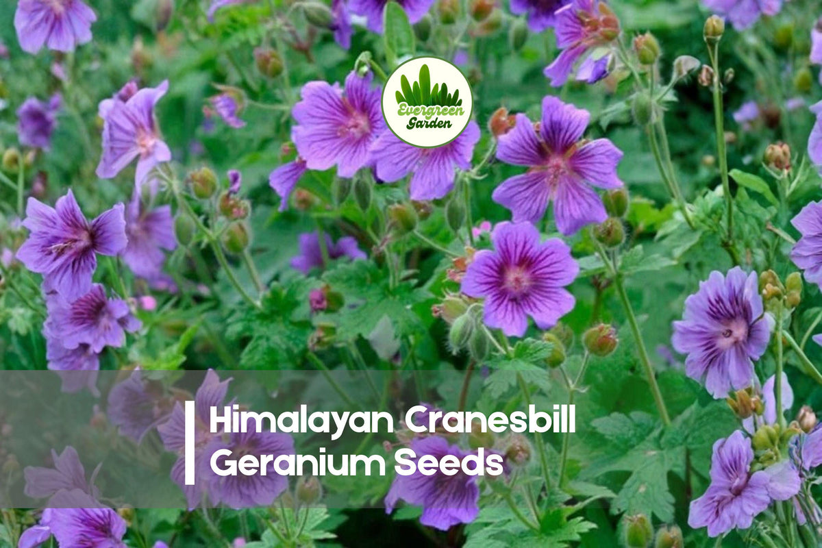 Himalayan Cranesbill Geranium Seeds – Blue-Purple Perennial Flower for Borders, Rock Gardens, and Cottage Gardens