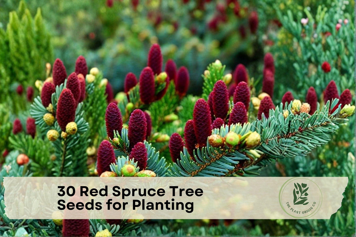 Red Spruce Tree Seeds – Native North American Evergreen Conifer (Picea rubens) for Planting, Landscaping & Reforestation