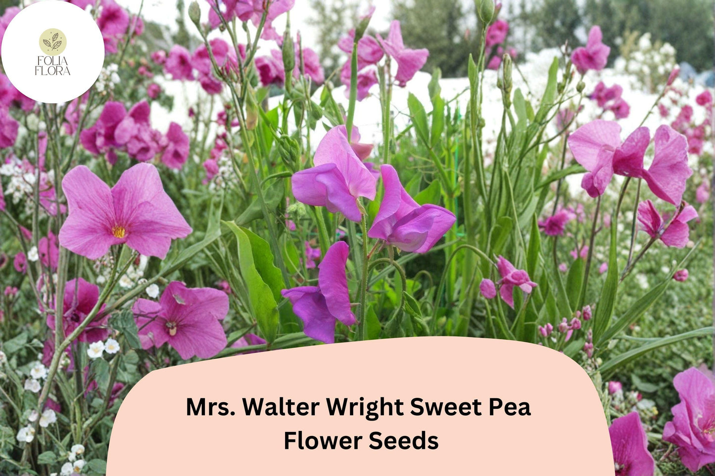 50+ Mrs. Walter Wright Sweet Pea Seeds | Fragrant Pink Climbing Flowers for Garden Trellis & Cottage Gardens | Lathyrus odoratus