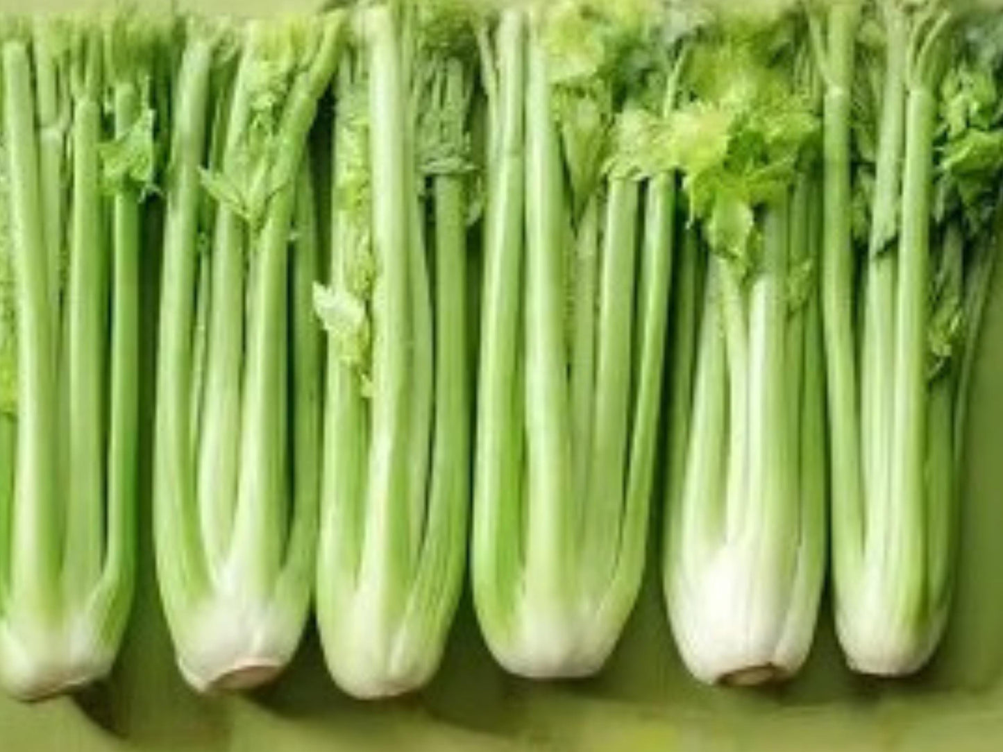 Heirloom Celery Seeds - Tall Utah 52/70 Variety, Crunchy Light Green Stalks, 2000 Seeds for Fresh Eating & Market Gardening