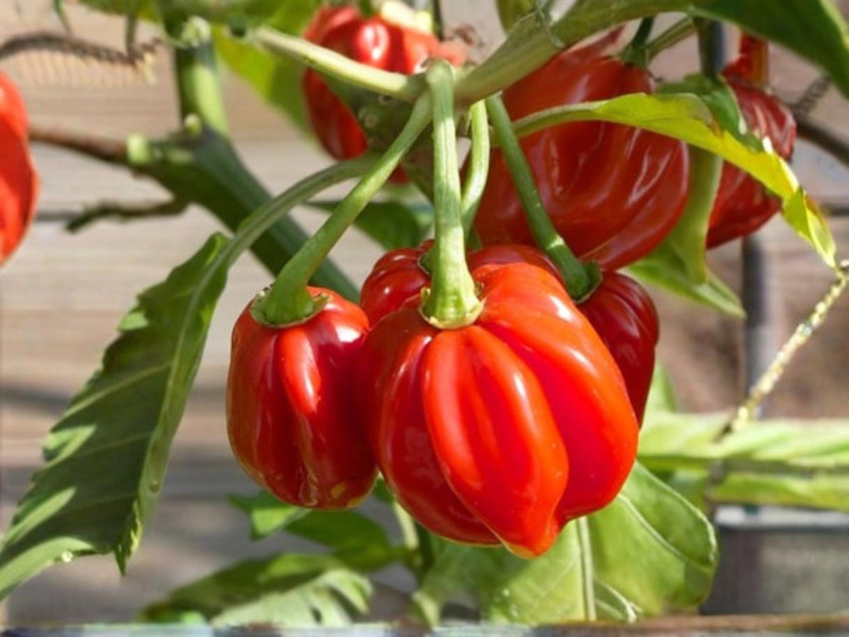 Scotch Bonnet Red Hot Pepper Seeds – Caribbean Chili, Heirloom, Non-GMO, 25 Seeds for Spicy Sauces & Caribbean Cuisine