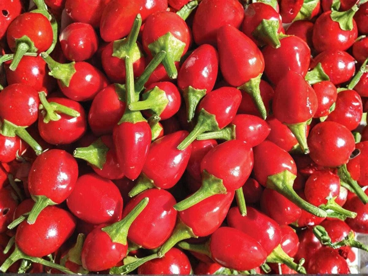 Chiltepin Hot Pepper Seeds – Heirloom Wild Tepin Chili, Non-GMO, Small Round Fruits, Hot Peppers for Sauces & Drying, 25 Seeds