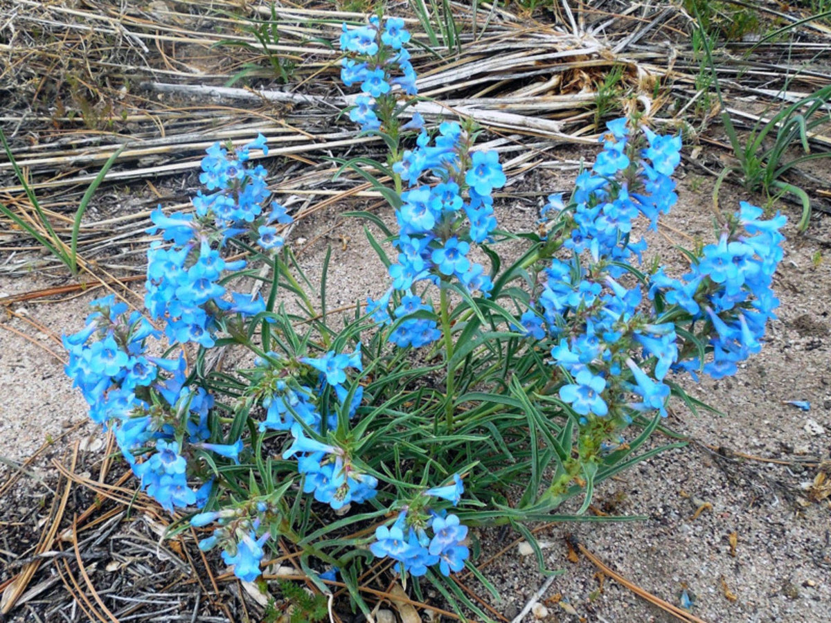 Pagoda Penstemon Seeds – Native Blue Wildflower, Pollinator Plant, Penstemon angustifolius ‘Pagoda’ – 50 Seeds
