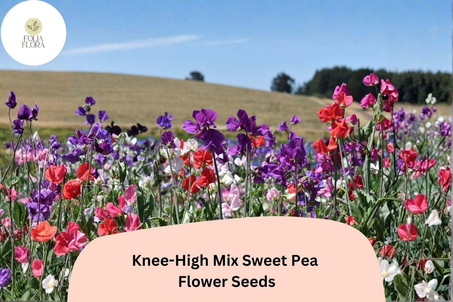 Knee-High Mix Sweet Pea Seeds | Dwarf Lathyrus odoratus Flowers in Mixed Colors | Annual Garden Seeds (50+ Seeds)