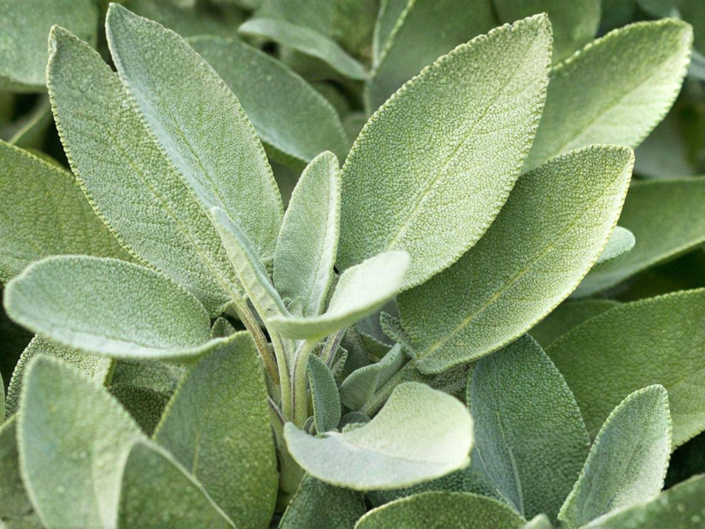 Broadleaf Sage Herb Seeds – Salvia Officinalis Culinary Herb for Garden & Container Planting, Gray-Green Leaves, Lavender Flowers
