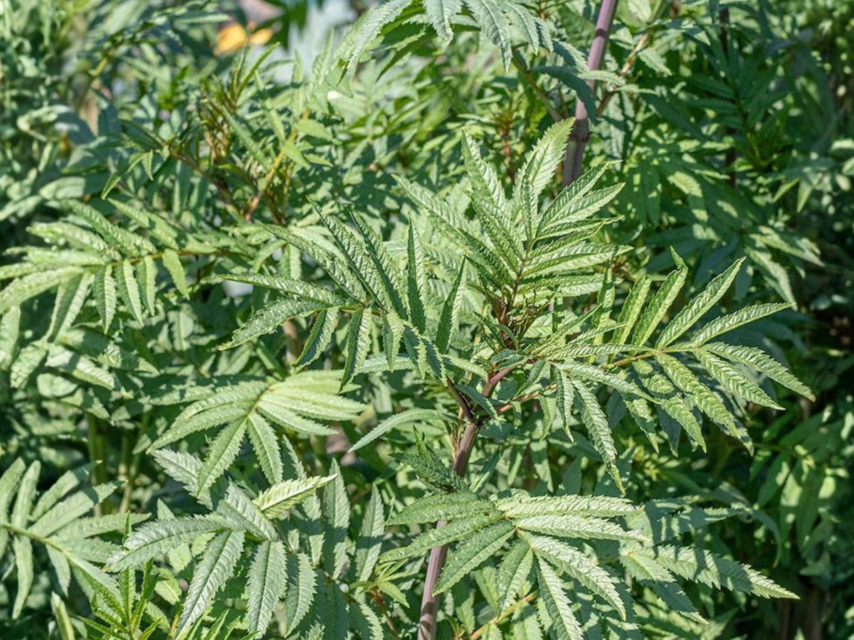 Black Mint Huacatay Herb Seeds – Tagetes Minuta, Aromatic Culinary Herb, Bright Green Leaves, Yellow Flowers, 100 Seeds