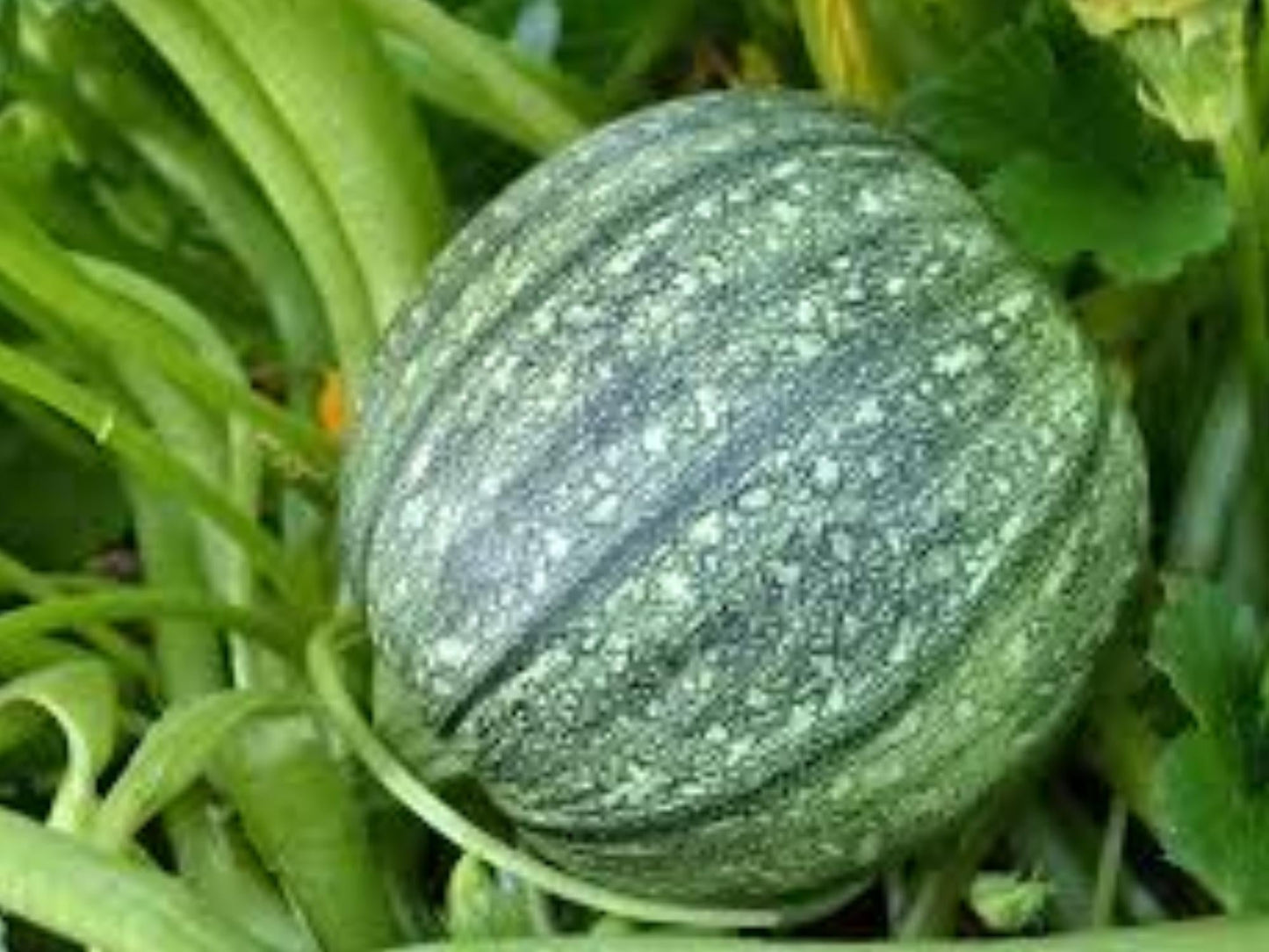 Round Zucchini Seeds – Heirloom Globe Vegetable, Non-GMO, 10 Seeds for Home Gardens, Containers, and Raised Beds