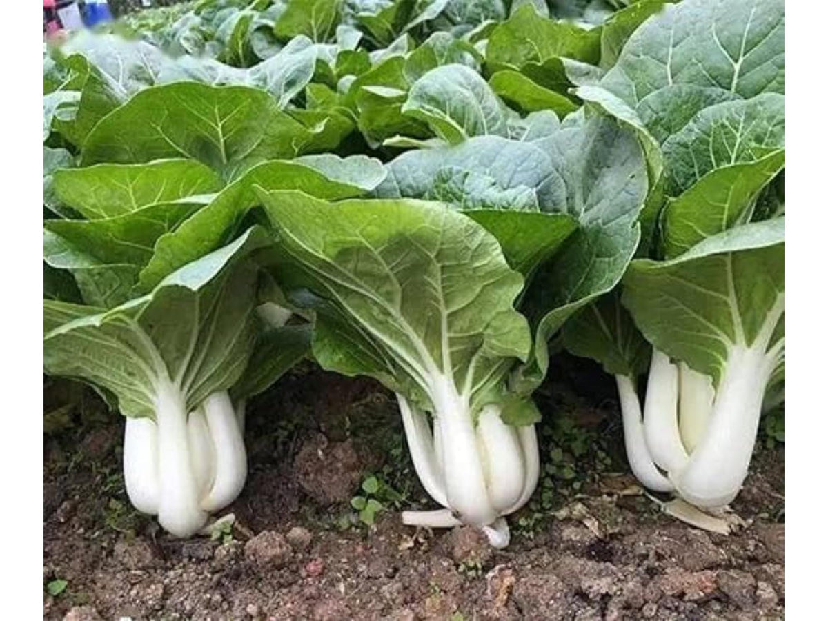 Dwarf Pak Choi Seeds – Baby Bok Choy, Compact Asian Greens, Brassica rapa