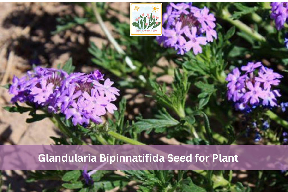 Glandularia bipinnatifida Seeds - Dakota Vervain Native Wildflower with Purple Flowers for Pollinator Gardens