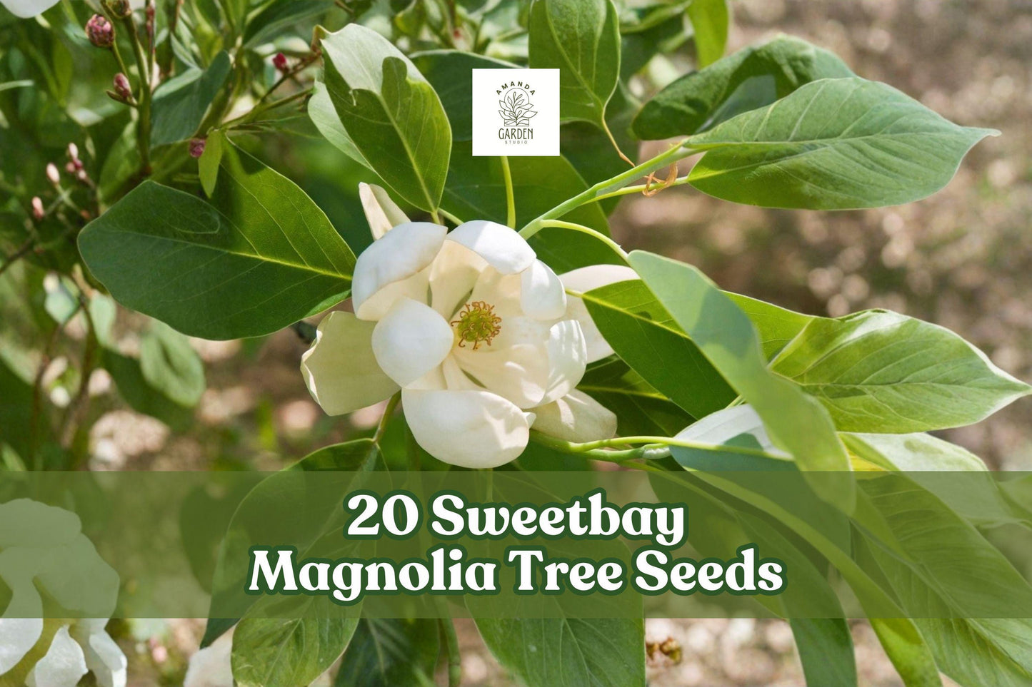 20 Sweetbay Magnolia Tree Seeds – Magnolia virginiana Northern Form, Ornamental Tree for Garden Landscaping