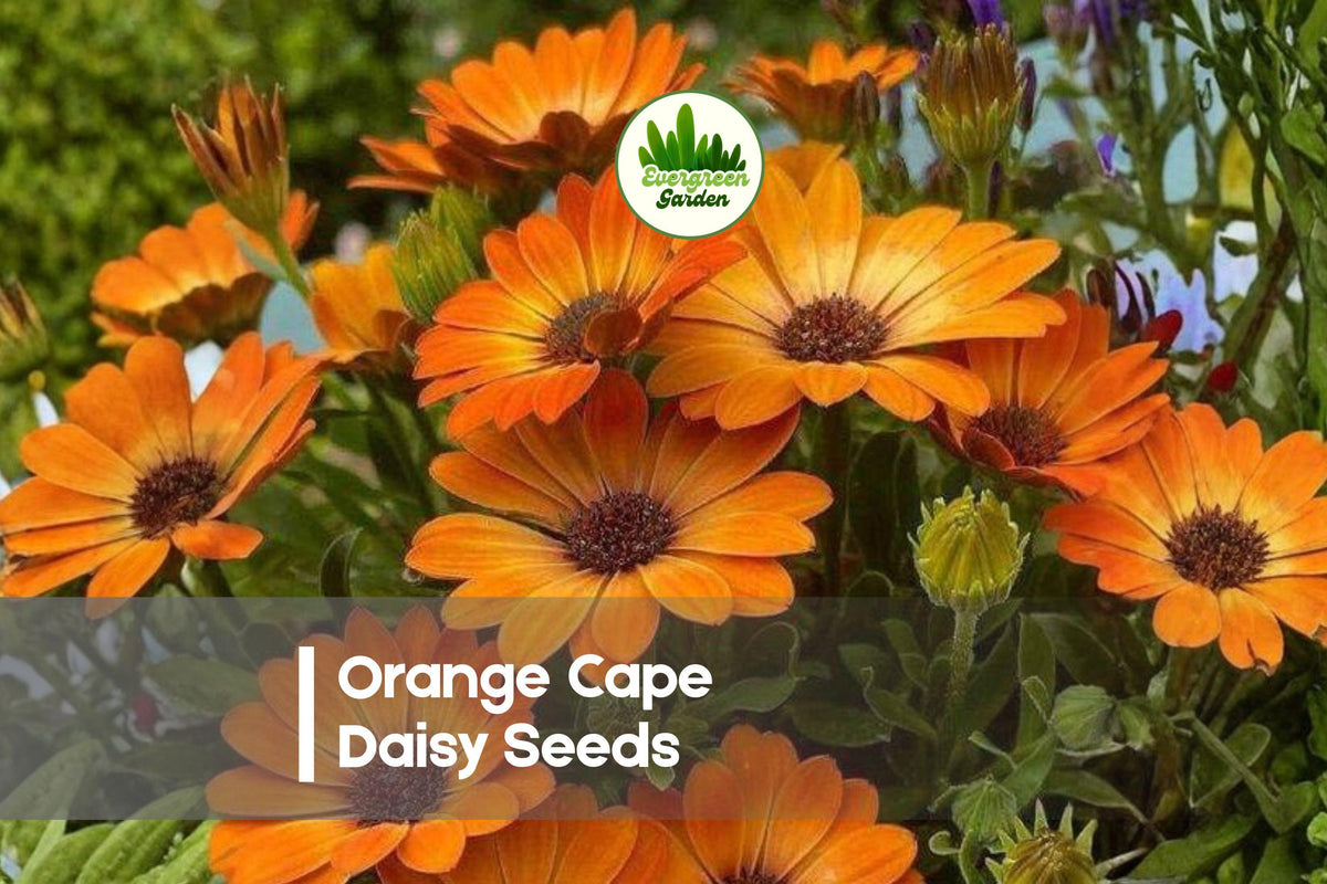 200+ Orange Cape Daisy Seeds, Osteospermum spp., Bright Orange Blooms, Sun-Loving Annual for Borders, Containers & Garden Beds