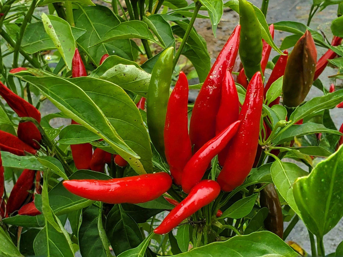 Thai Bird Chili Seeds - Heirloom Extra Hot Pepper, Compact, 25 Seeds, Thai Garden Bird’s Eye Chili, Southeast Asian Cuisine