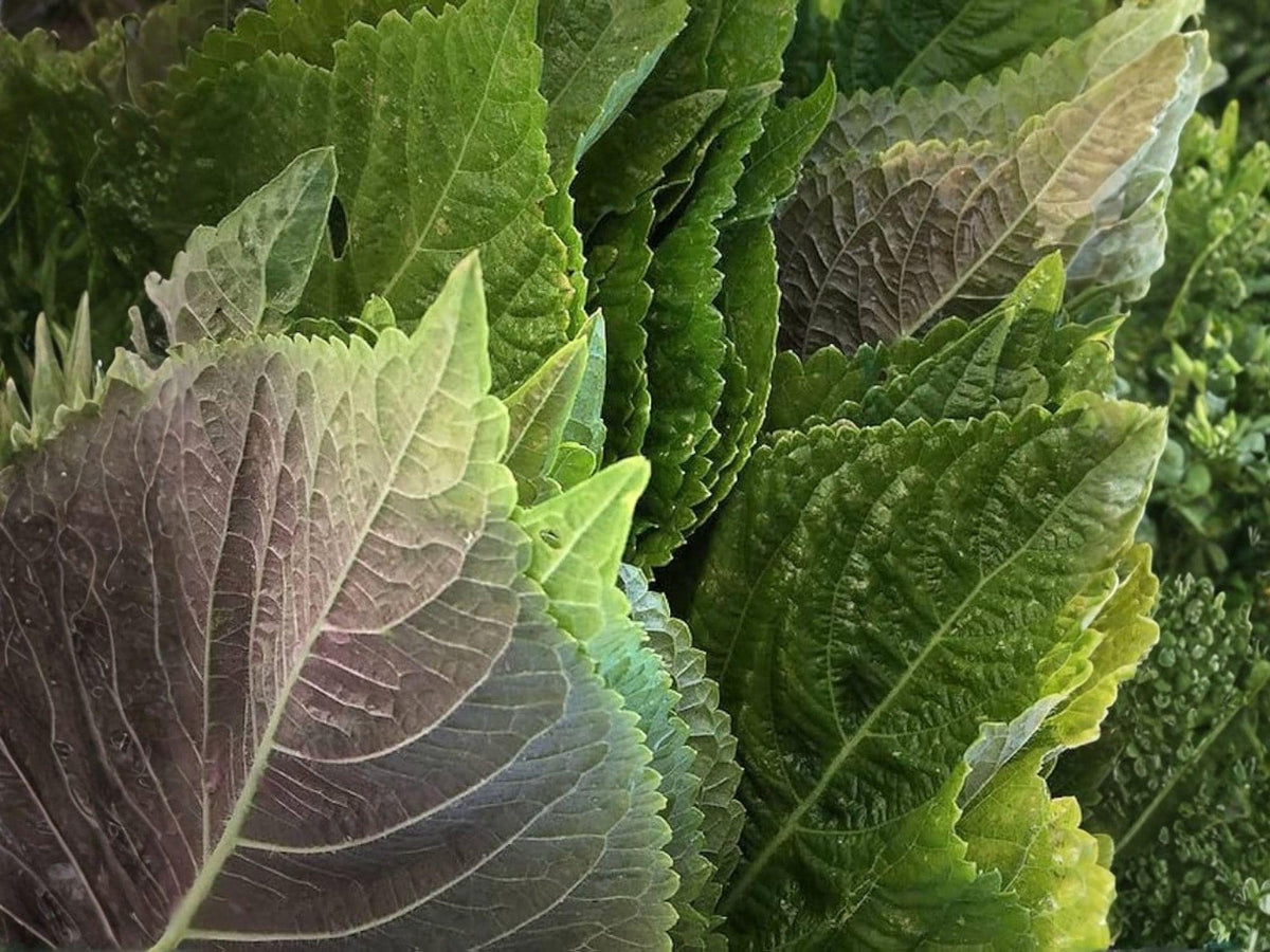 Korean Perilla Shiso Seeds – 500 Seeds, Aromatic Asian Culinary Herb, Easy to Grow, Green Leaves, Ssam Ip, Korean Herb