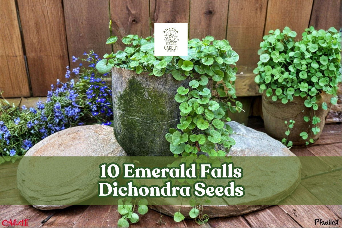 10 Emerald Falls Dichondra Seeds for Trailing Ornamental Foliage, Dichondra argentea for Hanging Baskets & Containers