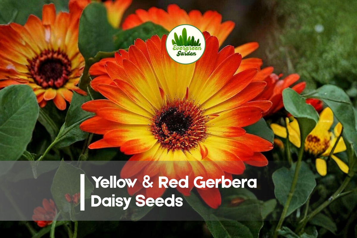 200+ Yellow & Red Gerbera Daisy Seeds – Vibrant Bicolor Blooms, Gerbera jamesonii, Easy to Grow, Perfect for Gardens, Pots & Borders