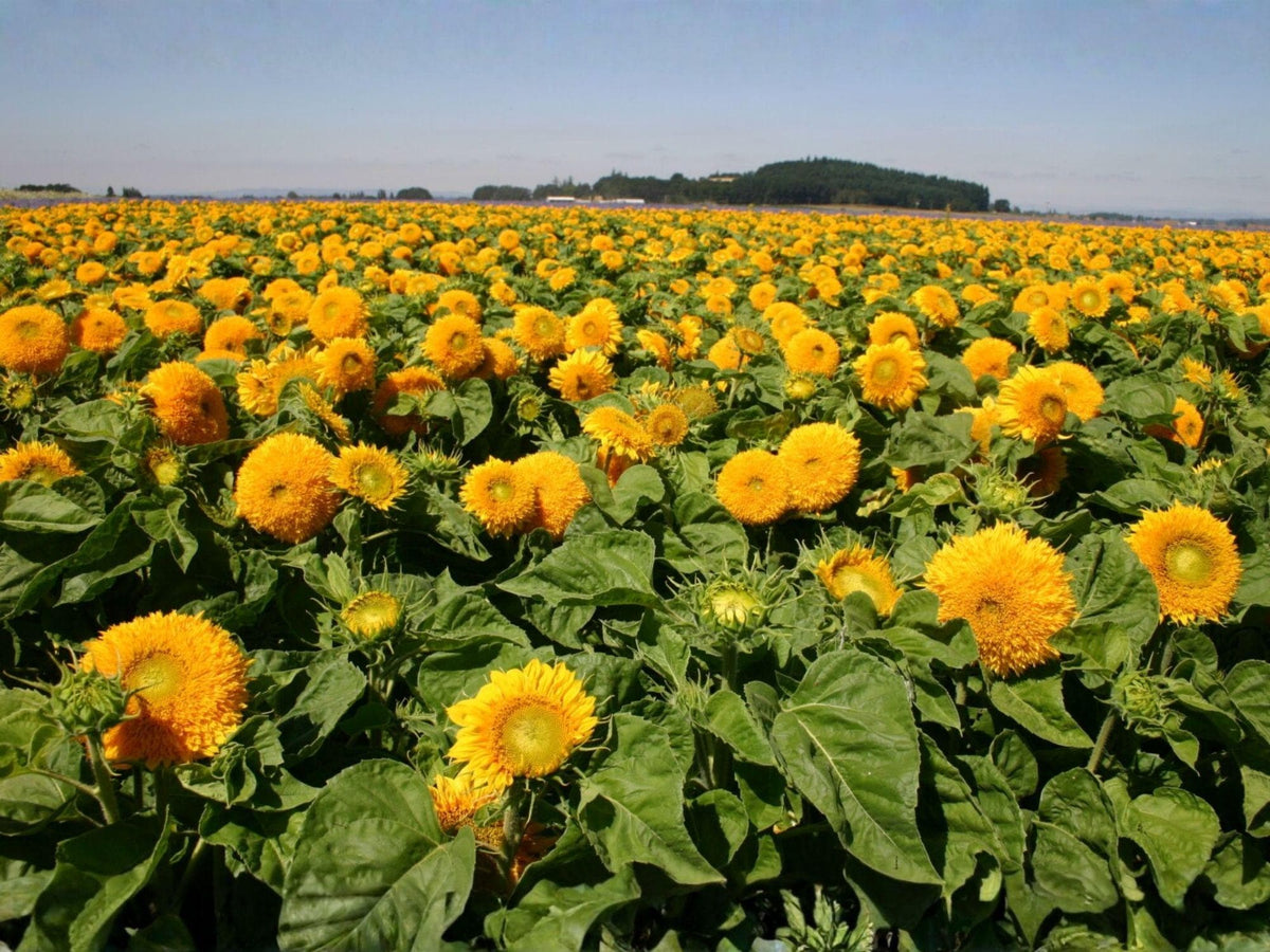 Teddy Bear Sunflower Seeds – Dwarf Sungold, Fluffy Double Blooms, Golden Yellow, Container, Border, Cut Flower, Helianthus annuus