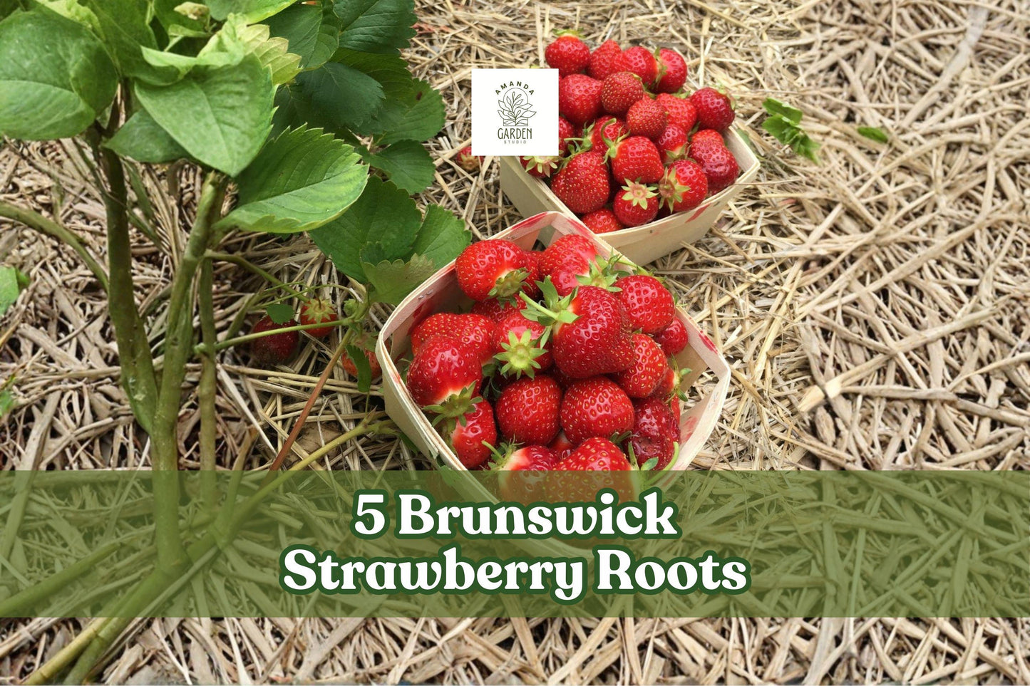 Brunswick Strawberry Bare Root Plants – 5 Pack, Garden Strawberry for Outdoor Growing, Fruit-Bearing, Dormant Roots