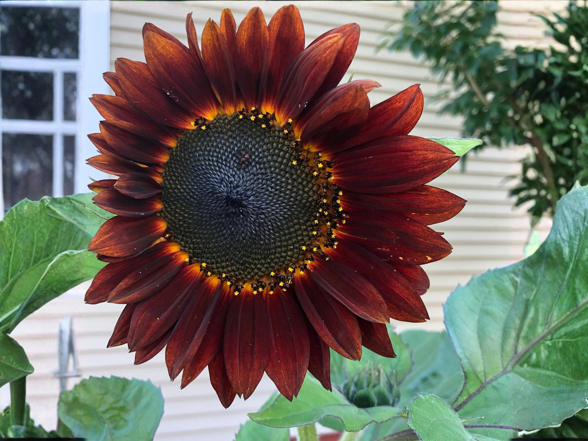 Velvet Queen Sunflower Seeds | Deep Red Heirloom | Cut Flower Favorite | Helianthus annuus | 15 Seeds