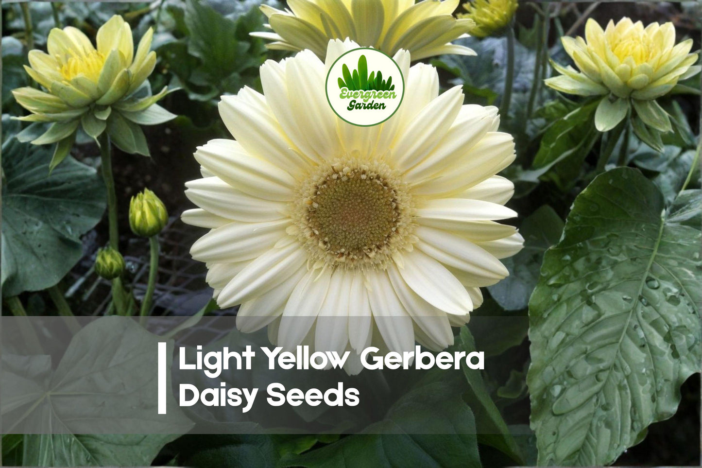 Light Yellow Gerbera Daisy Seeds, Gerbera jamesonii, Brighten Gardens with Soft Pastel Yellow Blooms, Perennial & Annual Varieties