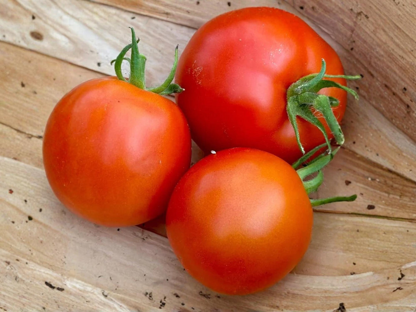Tomato Seeds – Legend Variety, Disease Resistant, Vegetable Seeds for Home Garden, 30 Pack