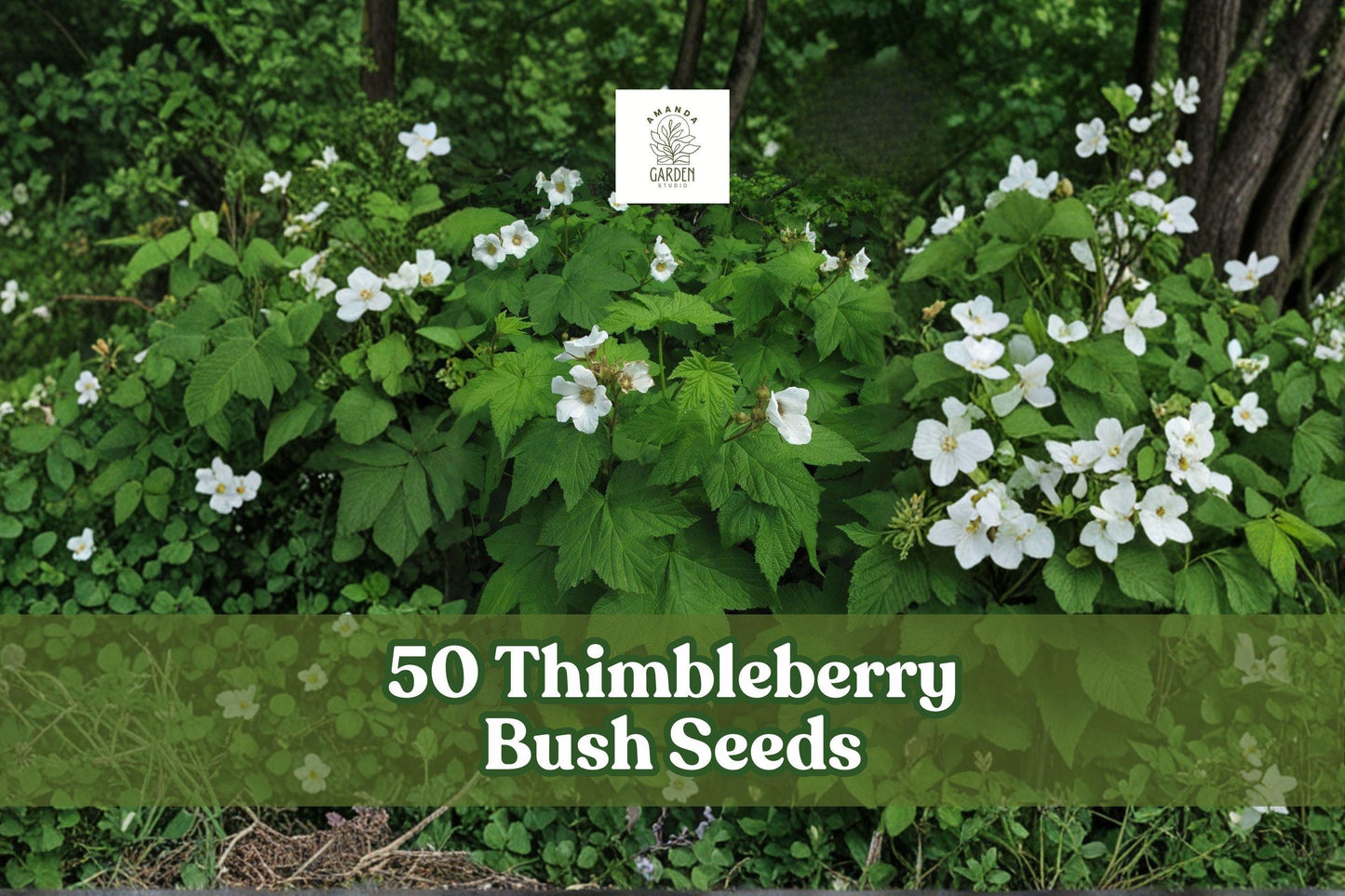 50 Thimbleberry Bush Seeds | Native Deciduous Shrub | Rubus parviflorus | White Flowers, Large Leaves, Woodland Garden