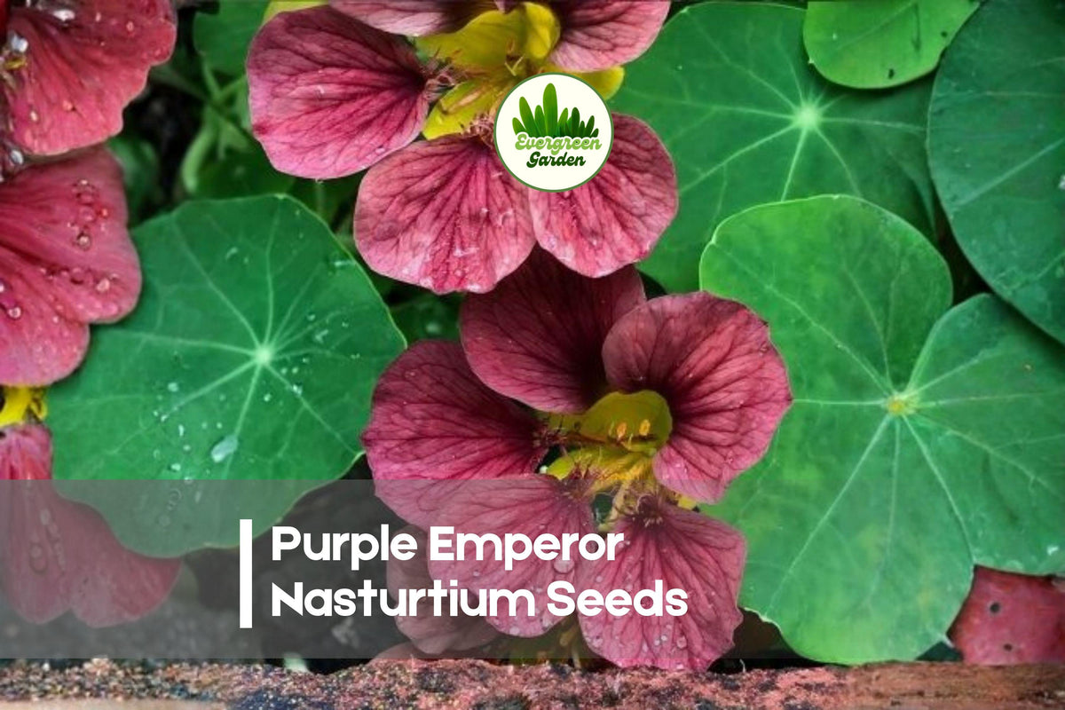 Purple Emperor Nasturtium Seeds – Tropaeolum majus, Annual Flower, Purple Burgundy Blooms, Fast-Growing, Borders & Containers
