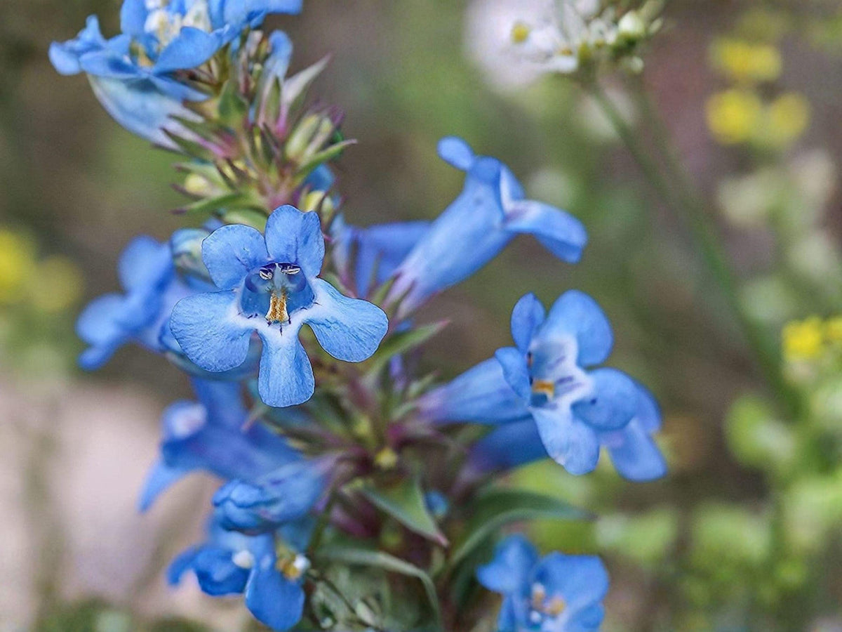 Pagoda Penstemon Seeds | Native Perennial Wildflower | Pollinator & Hummingbird Plant | Penstemon angustifolius, 50 Seeds
