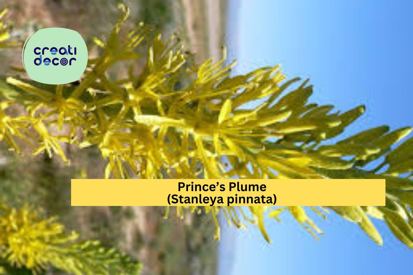 Prince’s Plume Seeds – 40 Non-GMO Wildflower Seeds, Drought-Tolerant, Yellow Perennial, Pollinator Friendly, Stanleya pinnata