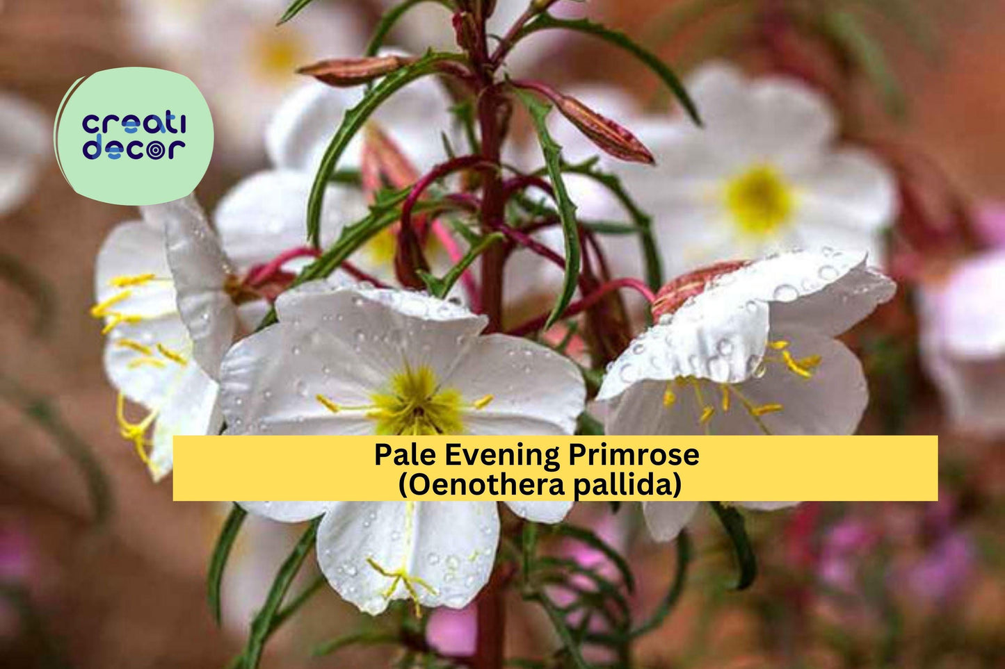 Pale Evening Primrose Seeds – 100 Non-GMO Wildflower Seeds for Native Gardens, Xeriscape & Pollinator Gardens | Oenothera pallida