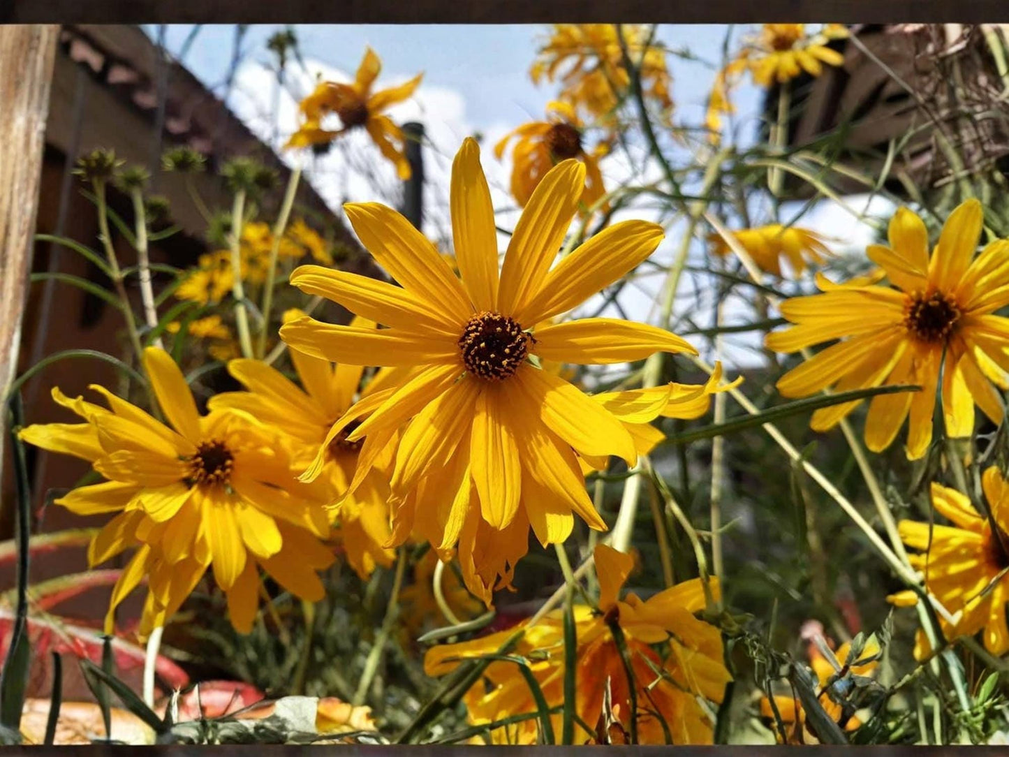 Swamp Sunflower Seeds | Helianthus angustifolius | Native Perennial Wildflower for Pollinators & Rain Gardens